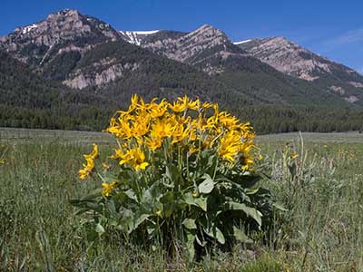 Arrowroot Balsamroot Centennial Mtns
